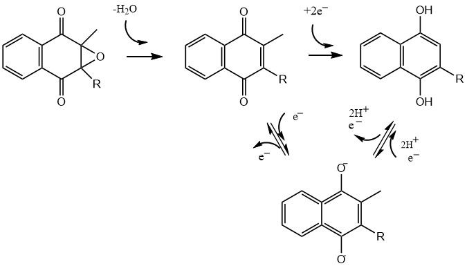 File:Vitamin K redox reaction in eukaryotes.jpg