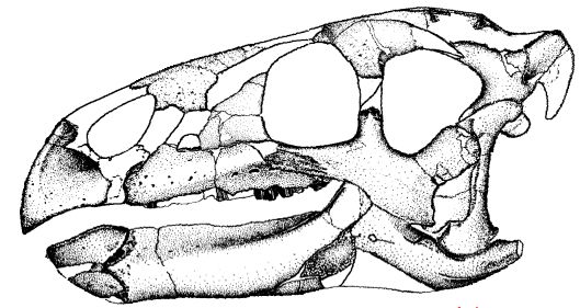 File:Zalmoxes skull.jpg