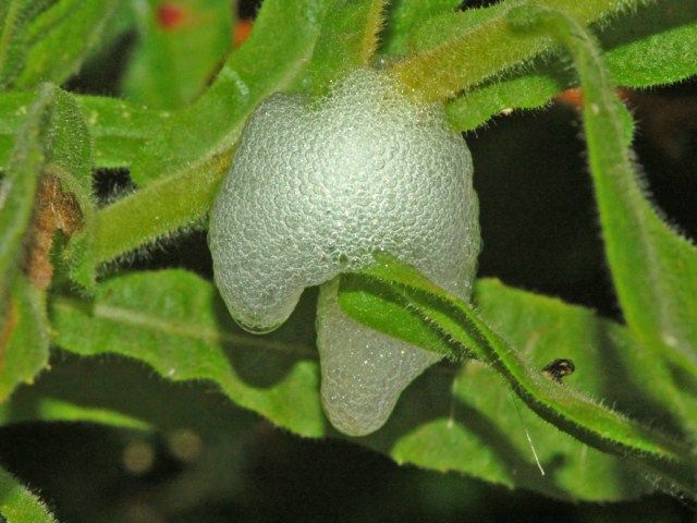 File:Aprophoridae - Philaenus spumarius foam nest.JPG