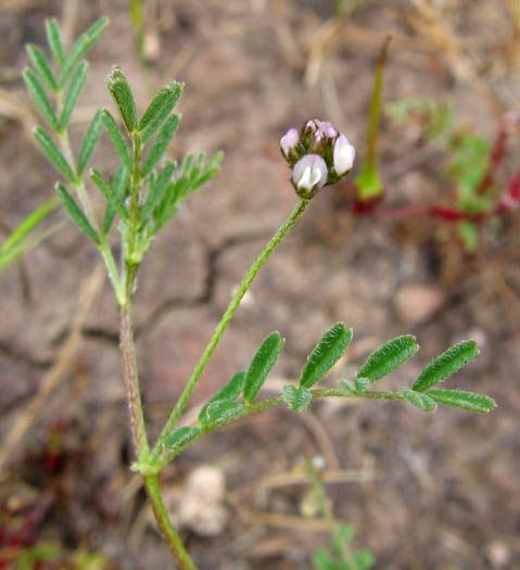 File:Astragalusdidymocarpus.jpg