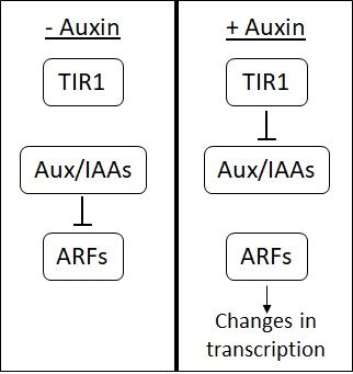 File:Auxin signal cascade.jpg