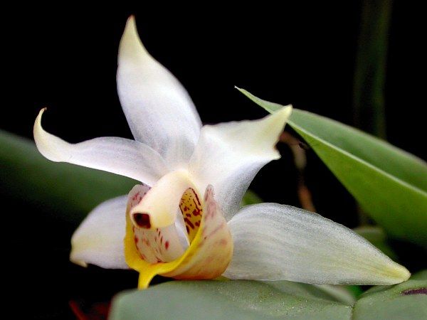 File:Benzingia caudata.jpg