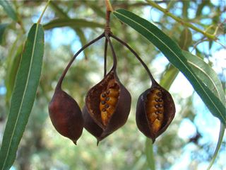 File:Brachychiton rupestris fruits.jpg