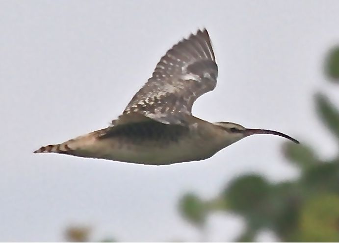 File:Bristle-thighed Curlew 2.jpg