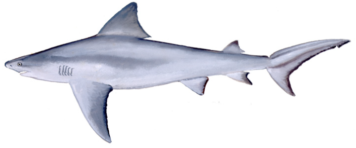 File:Bull shark (Duane Raver).png