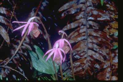 File:Calypso-orchid1web.jpg