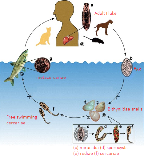 File:Clonorchiasis Lifecycle.png