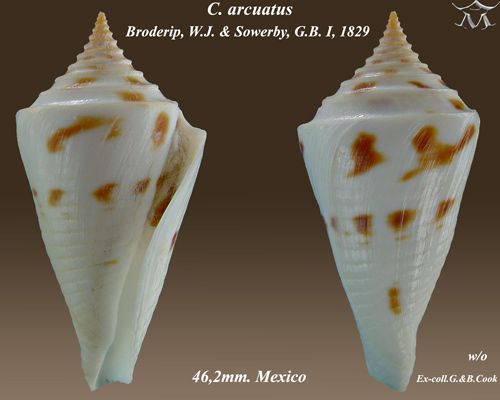 File:Conus arcuatus 2.jpg