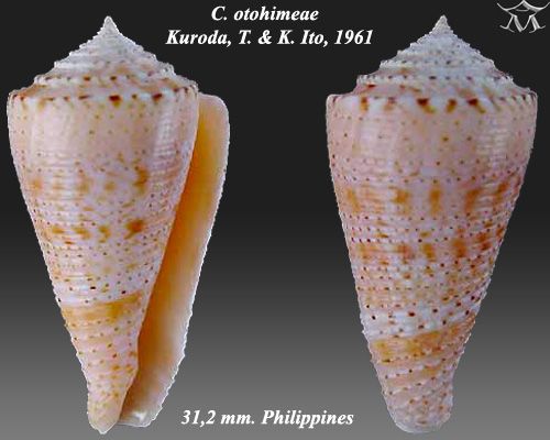 File:Conus otohimeae 2.jpg