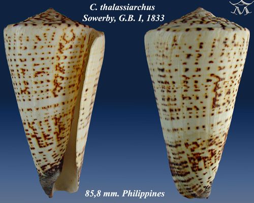 File:Conus thalassiarchus 2.jpg