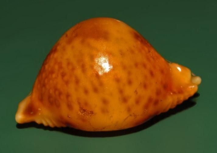 File:Cypraea bistrinotata - Philippines.JPG