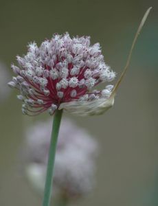 File:Garlic flower head.jpg