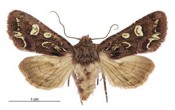 File:Graphania chlorodonta female.jpg