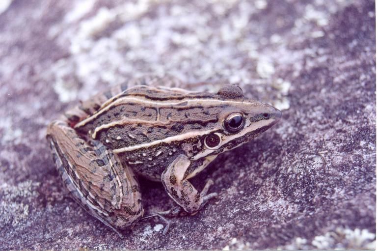 File:Leptodactylus jolyi.jpg