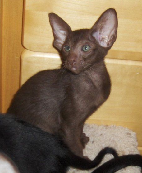 File:Oriental Shorthair cat Brandi.jpg