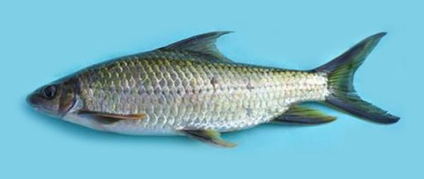 File:Osteochilus longidorsalis.jpg