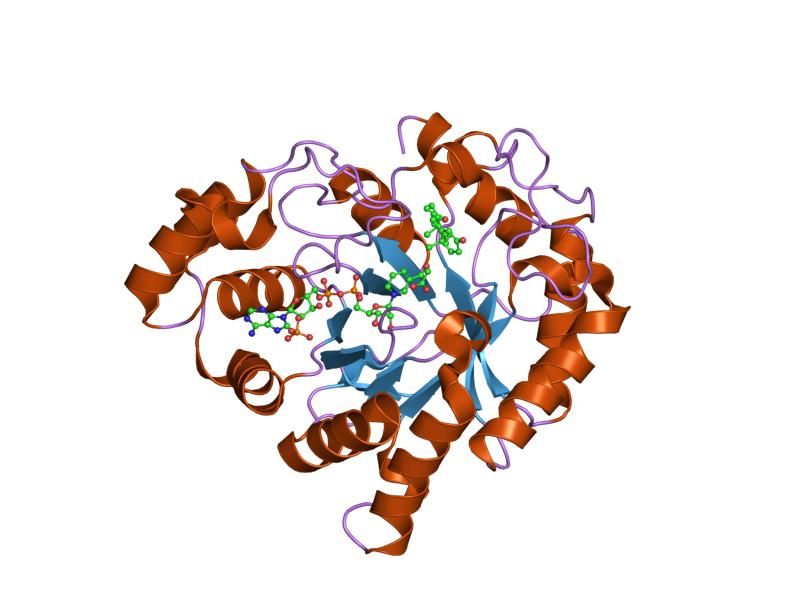 File:PDB 1xf0 EBI.jpg