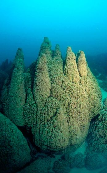 File:Pavilion Lake microbialite towers.jpg