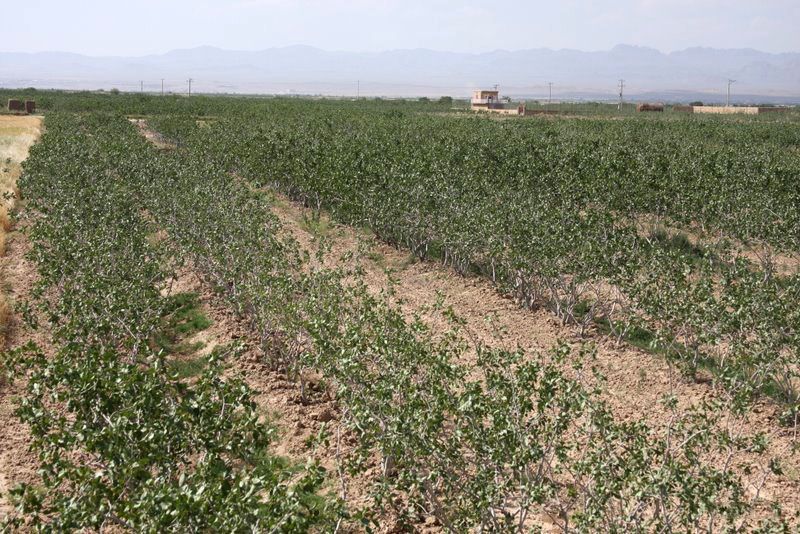 File:Pistachio farm in Bardeskan (1).JPG