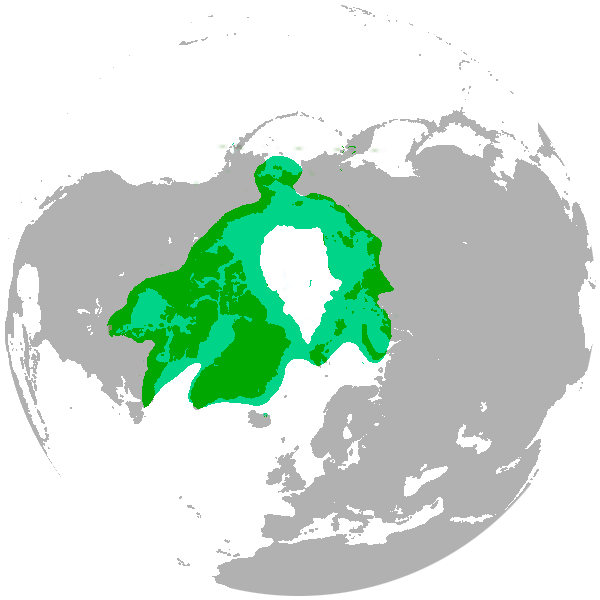 File:Polar bear range map.png