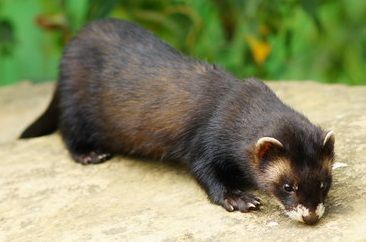 File:Polecat wildlife centre surrey.jpg