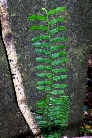 File:Pothos longipipes Booyong Reserve.jpg