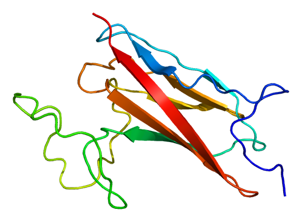 File:Protein MYBPC3 PDB 1gxe.png