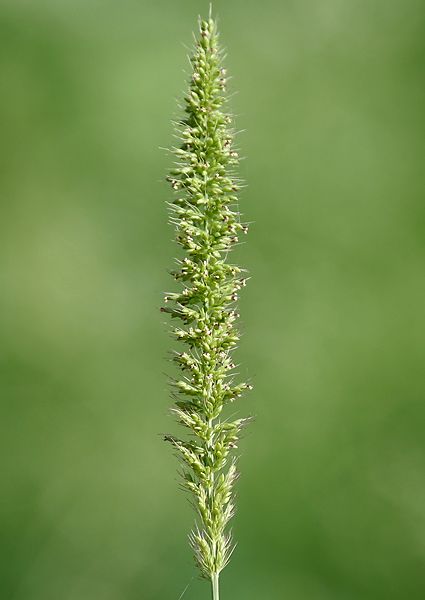 File:Setaria verticillata W IMG 1083.jpg