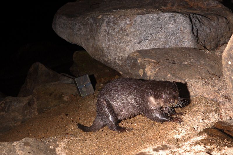 File:Small clawed otter.jpg