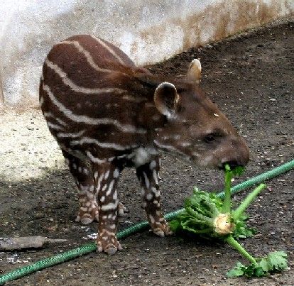 File:Tapirbaby.jpg