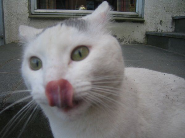 File:White cat licking.jpg