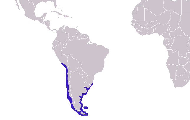 File:Arctocephalus australis distribution.png