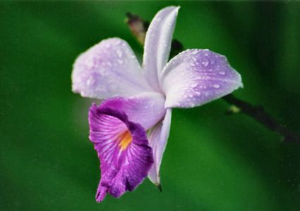 File:Arundina graminifolia.jpg