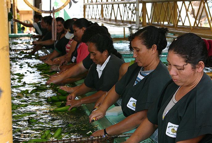 File:Banana sorting.jpg