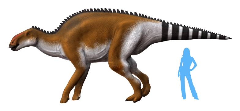 File:Brachylophosaurus NT alternate.png