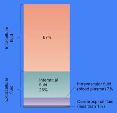 File:Cellular Fluid Content.jpg