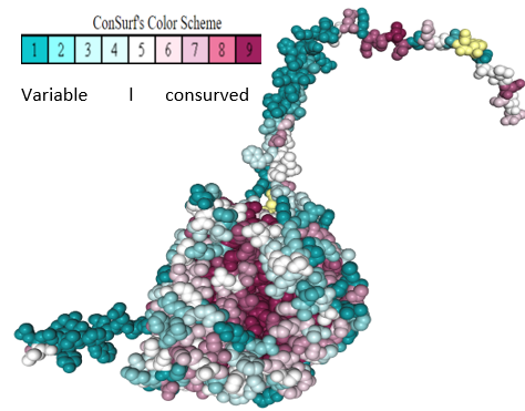 File:Consurf tyrosinase protein.png