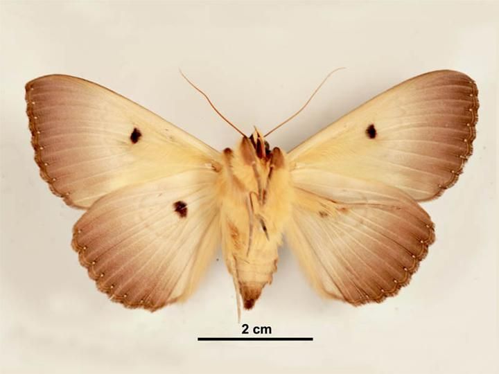 File:Dasypodia selenophora female ventral.jpg