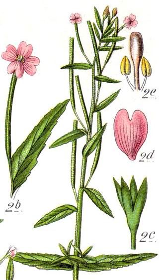 File:Epilobium obscurum.jpg