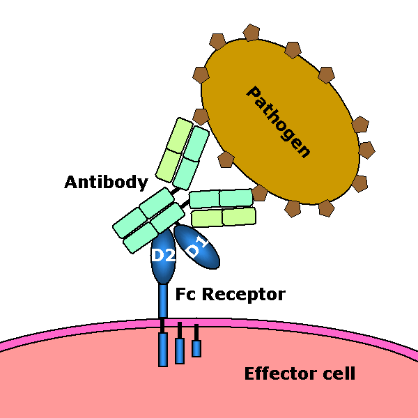 File:Fc receptor schematic big.png