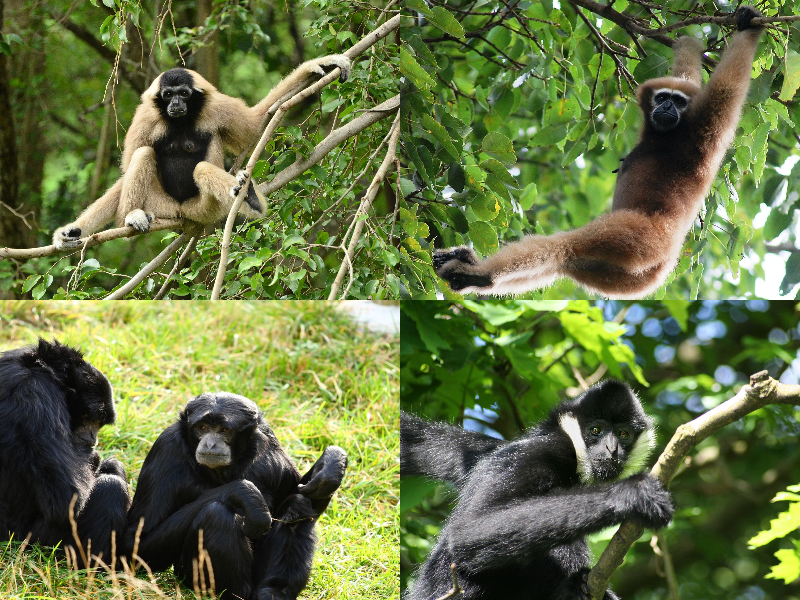 File:Gibbon collage.png