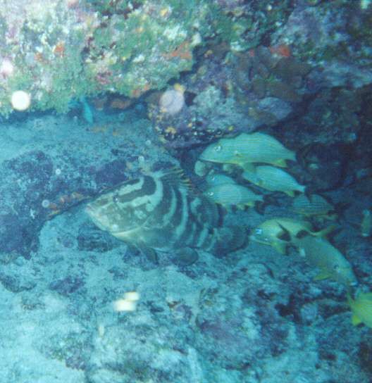 File:Grouper 1 Molasses Reef 1999.jpg