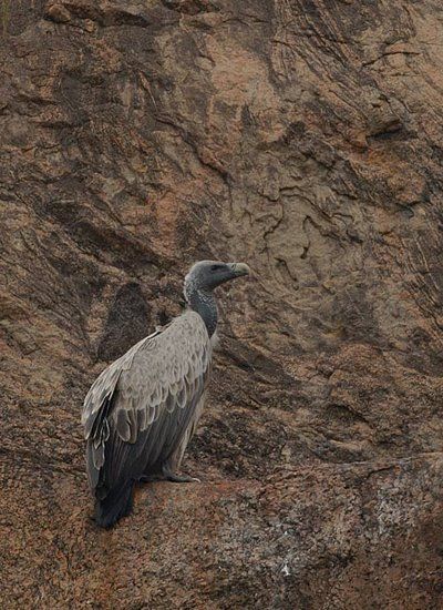 File:Indian vulture on cliff.jpg