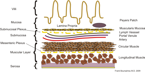 File:Intestinal layers.png