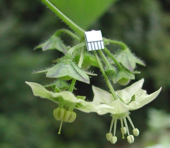 File:Jaltomata procumbens protogyny.jpg