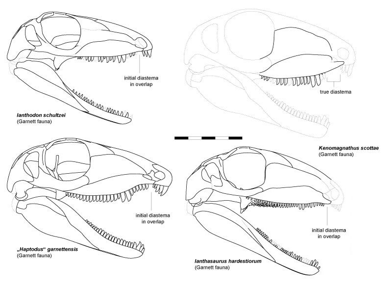 File:Kenomagnathus-fig4-recon.jpg