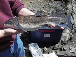 File:Klamath largescale sucker.png