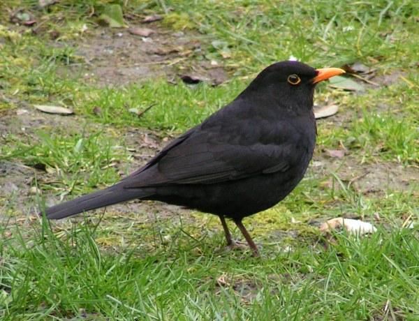 File:Kos Turdus merulaRB.jpg