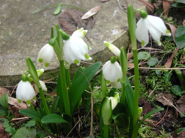 File:Leucojum vernum01.jpg