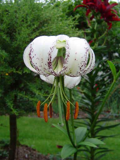 File:Lilium duchartrei.jpg